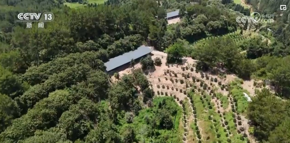 荒山变青山、森林变粮库 林下“掘金”成百姓增收致富“聚宝盆” 荒山变青山、森林变粮库 林下“掘金”成百姓增收致富“聚宝盆”