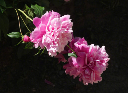 治愈！芍药花开出初夏的浪漫