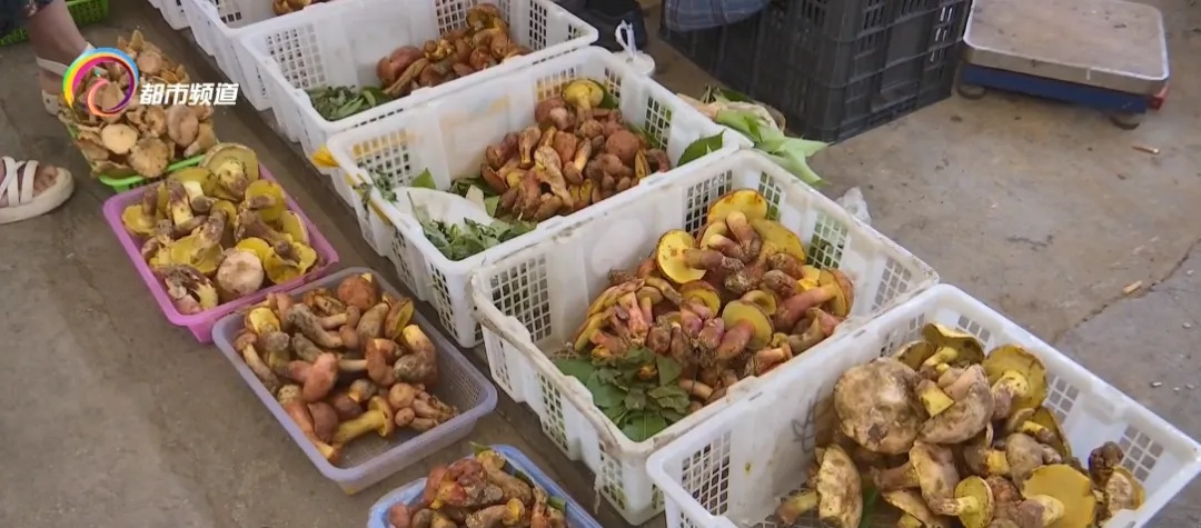 上市1吨以上!价格还会降!云南人看到都笑了…… 上市1吨以上!价格还会降!云南人看到都笑了……