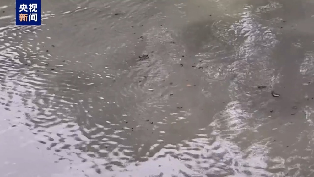 毁林种咖啡、江豚惨死 &nbsp;中央生态环保督察通报→