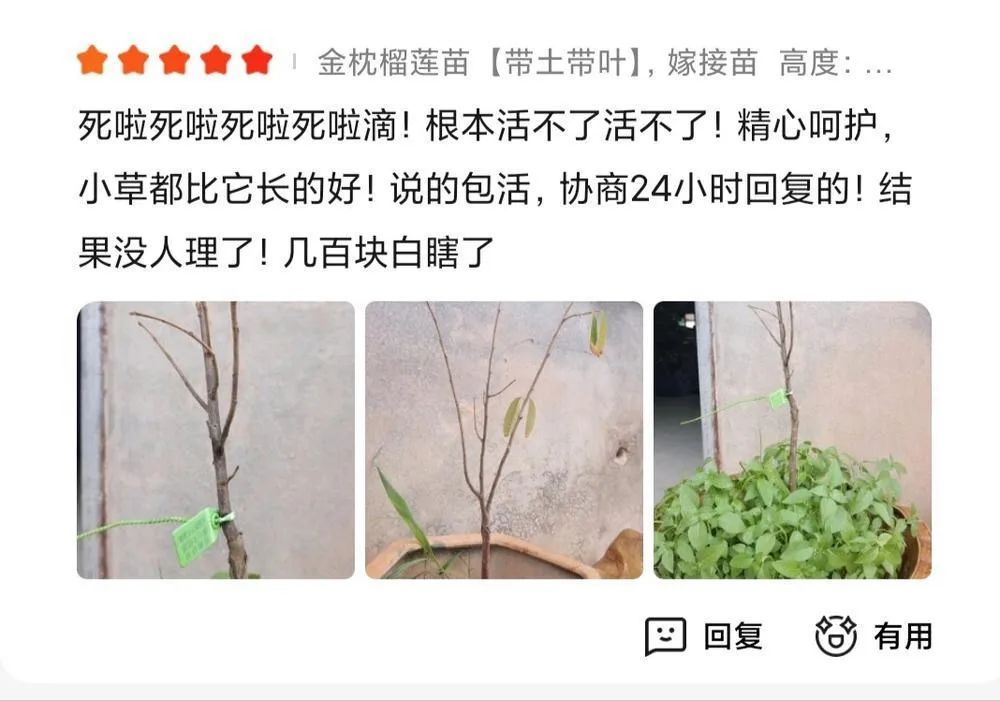 榴莲南北都能种？专家：别上当了！