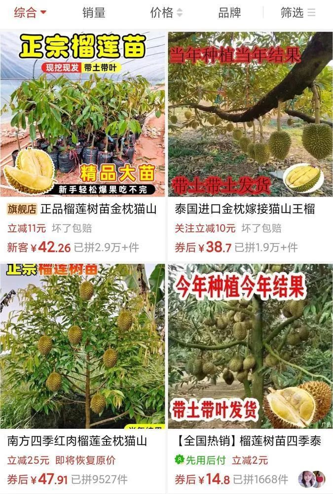 榴莲南北都能种？专家：别上当了！