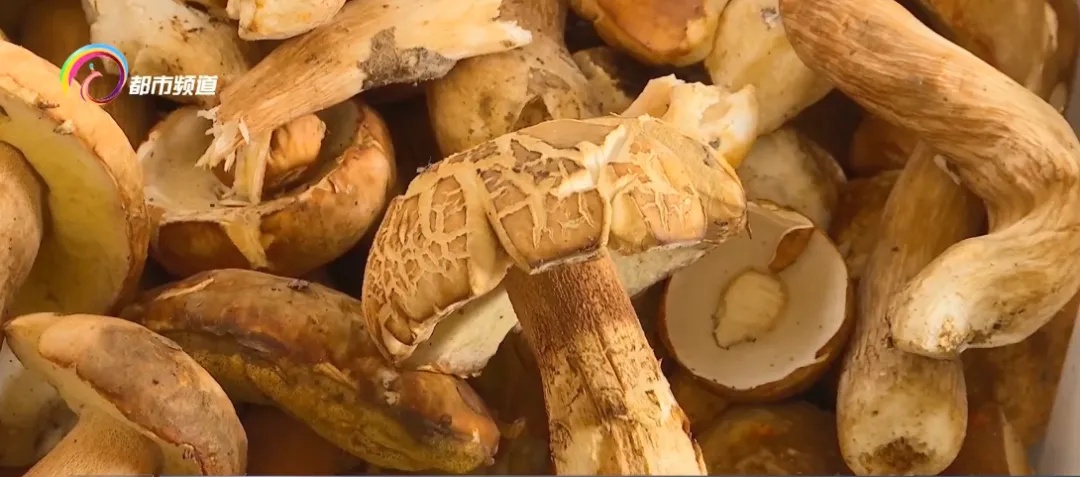 上市1吨以上!价格还会降!云南人看到都笑了…… 上市1吨以上!价格还会降!云南人看到都笑了……