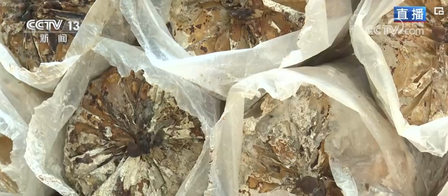 荒山变青山、森林变粮库 林下“掘金”成百姓增收致富“聚宝盆” 荒山变青山、森林变粮库 林下“掘金”成百姓增收致富“聚宝盆”