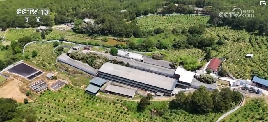 荒山变青山、森林变粮库 林下“掘金”成百姓增收致富“聚宝盆” 荒山变青山、森林变粮库 林下“掘金”成百姓增收致富“聚宝盆”