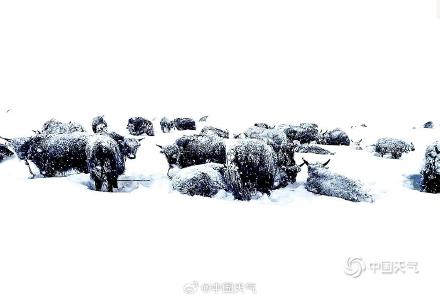青海玉树曲麻莱县5月现暴雪 最大积雪深度达14厘米