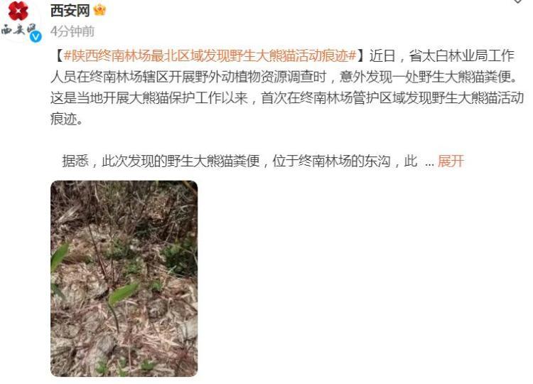 陕西终南林场最北区域发现野生大熊猫活动痕迹