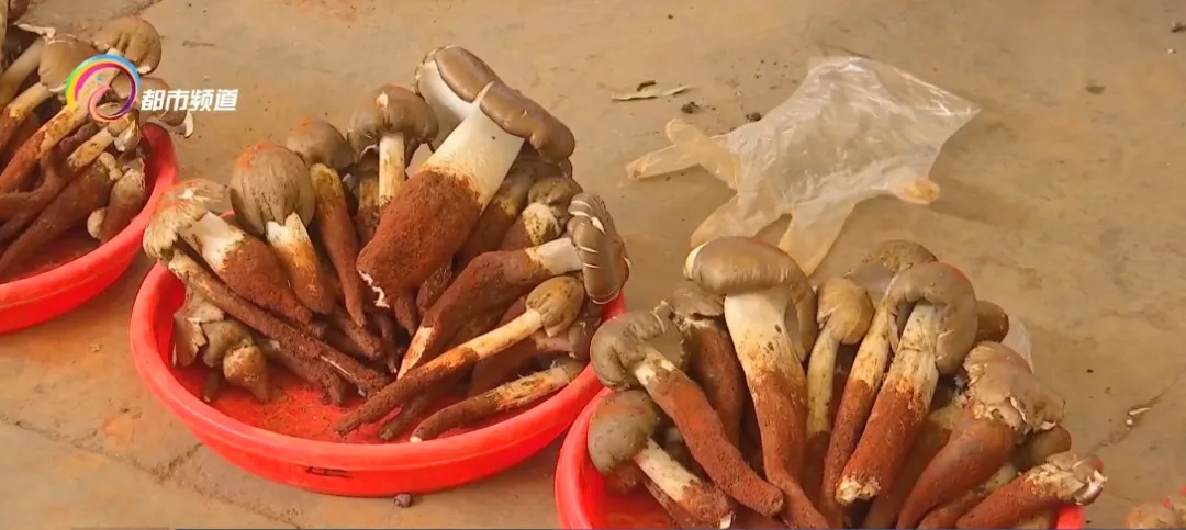 上市1吨以上!价格还会降!云南人看到都笑了…… 上市1吨以上!价格还会降!云南人看到都笑了……