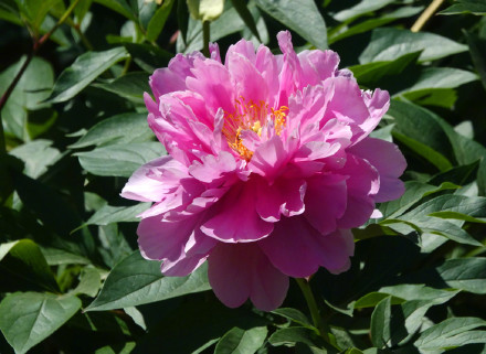 治愈！芍药花开出初夏的浪漫