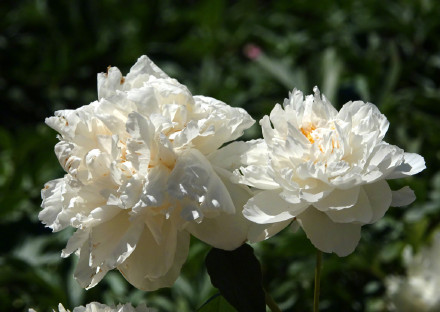 治愈！芍药花开出初夏的浪漫