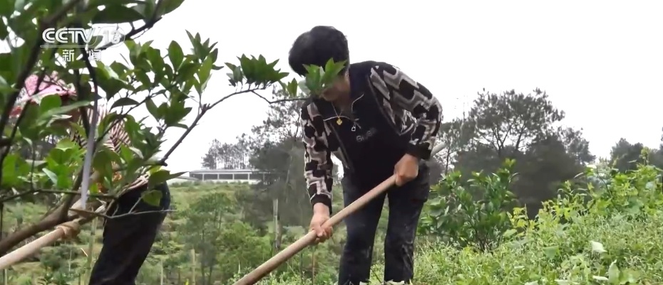 荒山变青山、森林变粮库 林下“掘金”成百姓增收致富“聚宝盆” 荒山变青山、森林变粮库 林下“掘金”成百姓增收致富“聚宝盆”