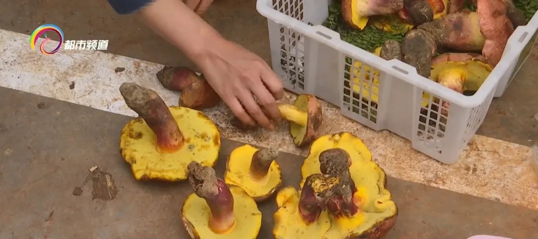 上市1吨以上!价格还会降!云南人看到都笑了…… 上市1吨以上!价格还会降!云南人看到都笑了……