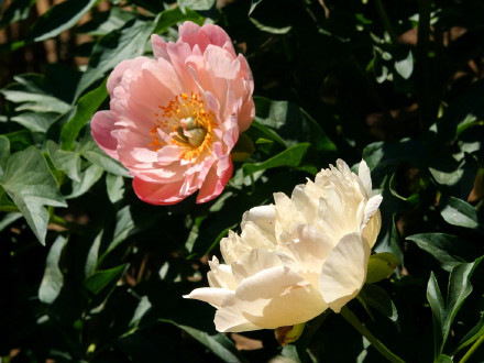 治愈！芍药花开出初夏的浪漫
