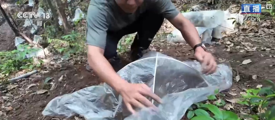 荒山变青山、森林变粮库 林下“掘金”成百姓增收致富“聚宝盆” 荒山变青山、森林变粮库 林下“掘金”成百姓增收致富“聚宝盆”