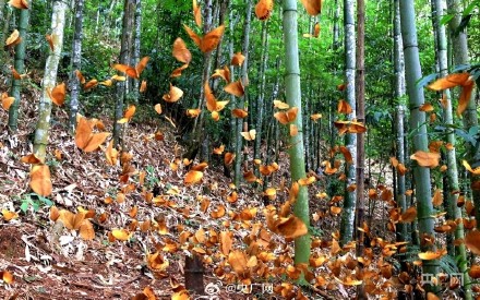 云南金平将迎1亿只蝴蝶大爆发