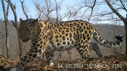 2023年新增野生东北虎豹幼崽35只