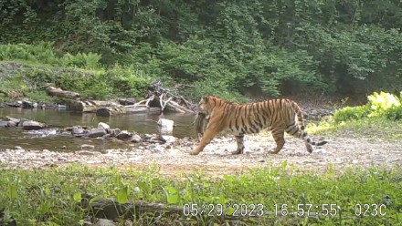 2023年新增野生东北虎豹幼崽35只