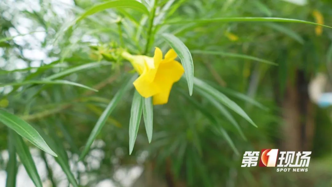 有毒！深圳路边很常见，拍照可以，但千万别碰！