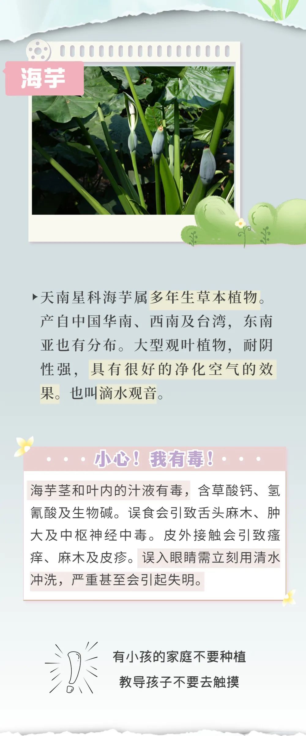 有毒！深圳路边很常见，拍照可以，但千万别碰！