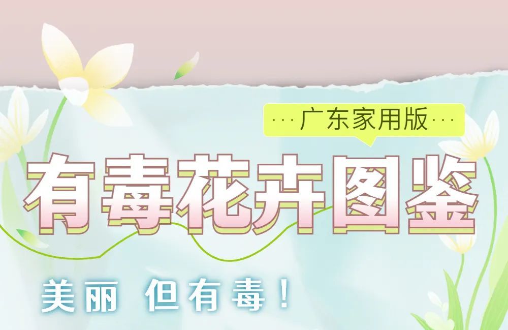 有毒！深圳路边很常见，拍照可以，但千万别碰！