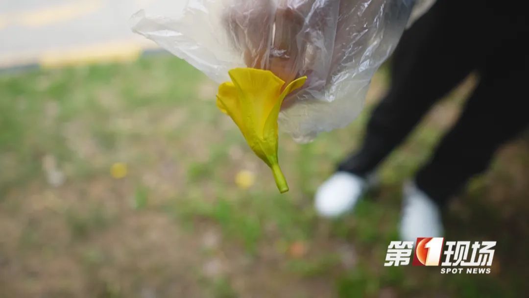 有毒！深圳路边很常见，拍照可以，但千万别碰！