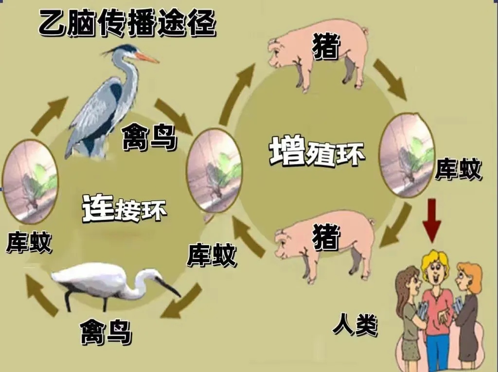 台湾首现2例,1人死亡!冲上热搜的“日本脑炎”是啥病? 台湾首现2例,1人死亡!冲上热搜的“日本脑炎”是啥病?