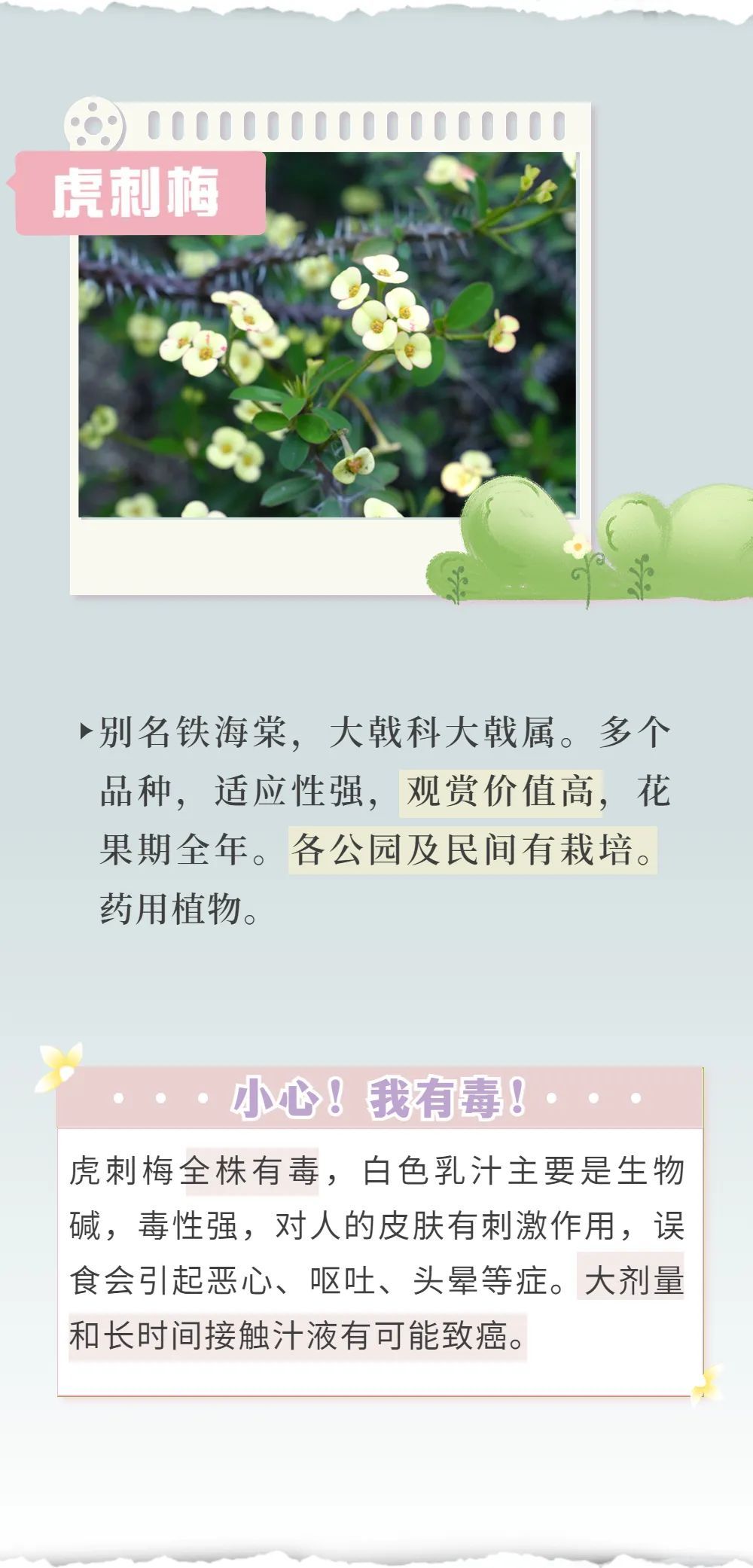 有毒！深圳路边很常见，拍照可以，但千万别碰！