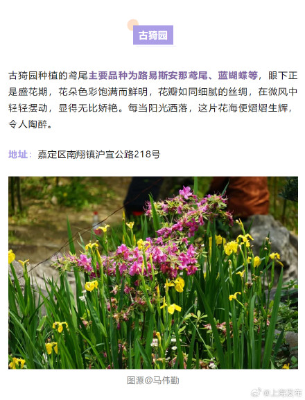 鸢尾绽放！一份上海鸢尾赏花地图请查收→