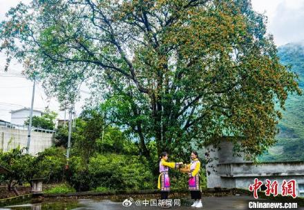 800多年野生枇杷古树长满果子 800多年野生枇杷古树长满果子