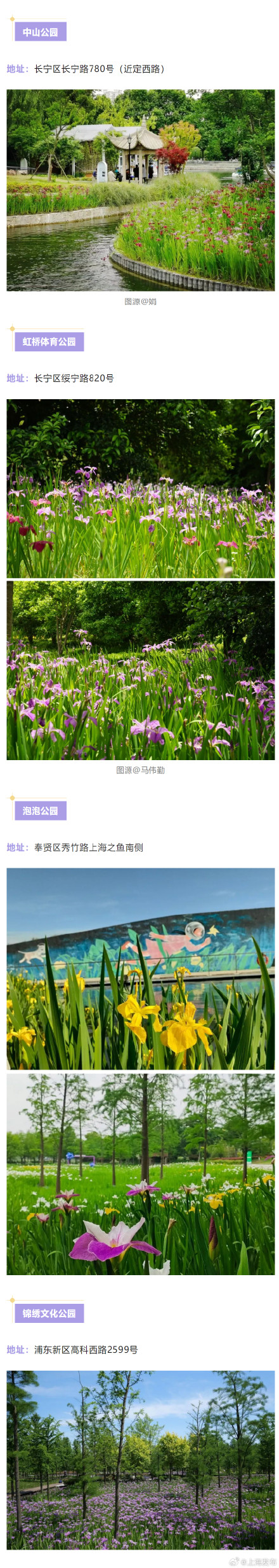 鸢尾绽放！一份上海鸢尾赏花地图请查收→