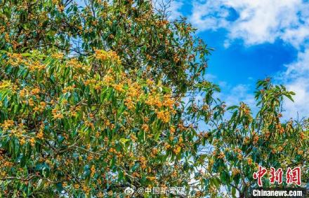 800多年野生枇杷古树长满果子 800多年野生枇杷古树长满果子