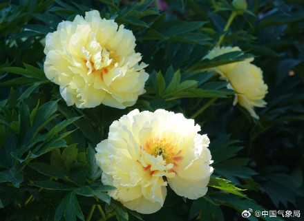初夏浪漫！芍药花开清新又治愈！