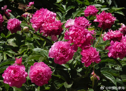 初夏浪漫！芍药花开清新又治愈！