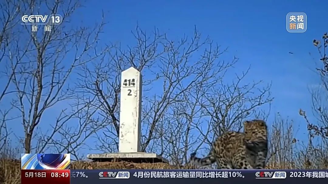 73号东北豹遇害半年后，不明身份的它来了