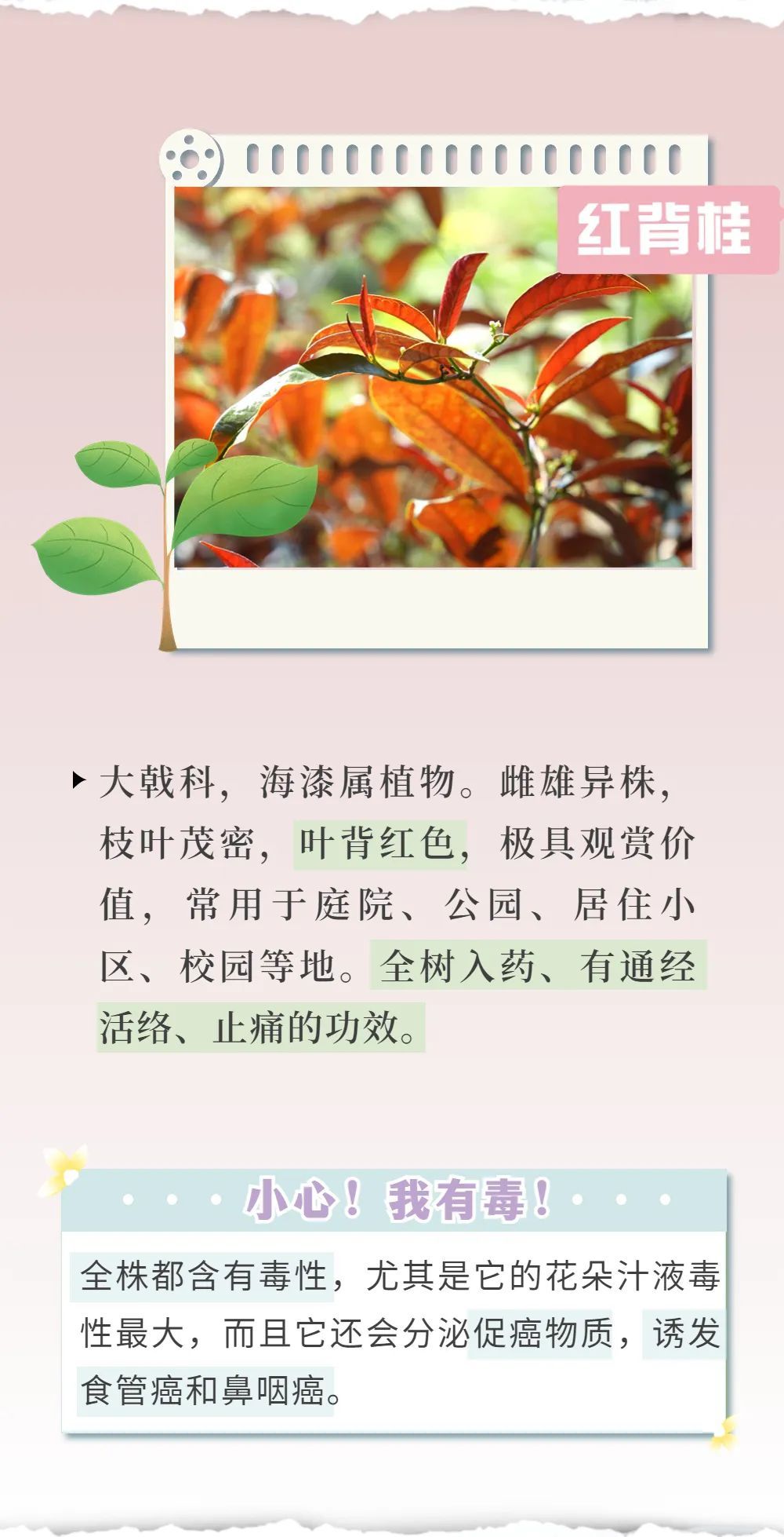 有毒！深圳路边很常见，拍照可以，但千万别碰！