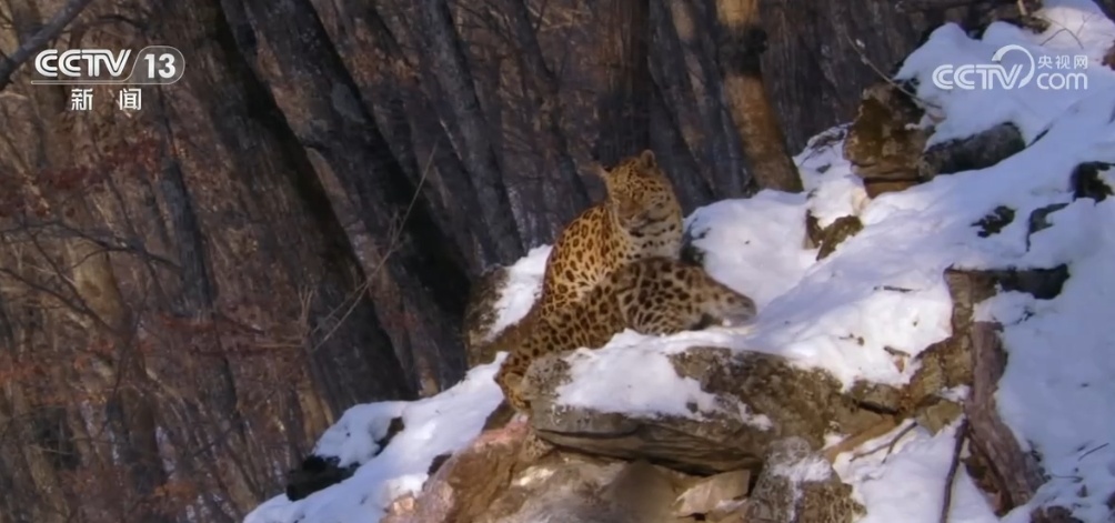 中俄联合开展巡护 我国野生东北虎、东北豹种群数量逐年增长