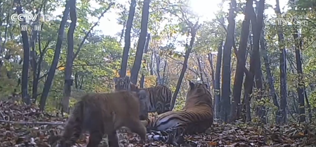 中俄联合开展巡护 我国野生东北虎、东北豹种群数量逐年增长