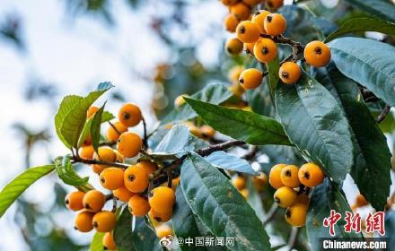 800多年野生枇杷古树长满果子 800多年野生枇杷古树长满果子