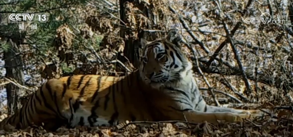 中俄联合开展巡护 我国野生东北虎、东北豹种群数量逐年增长