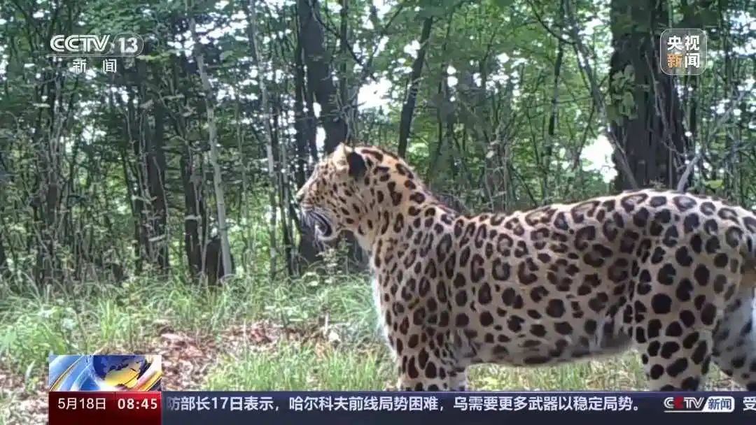 73号东北豹遇害半年后，不明身份的它来了