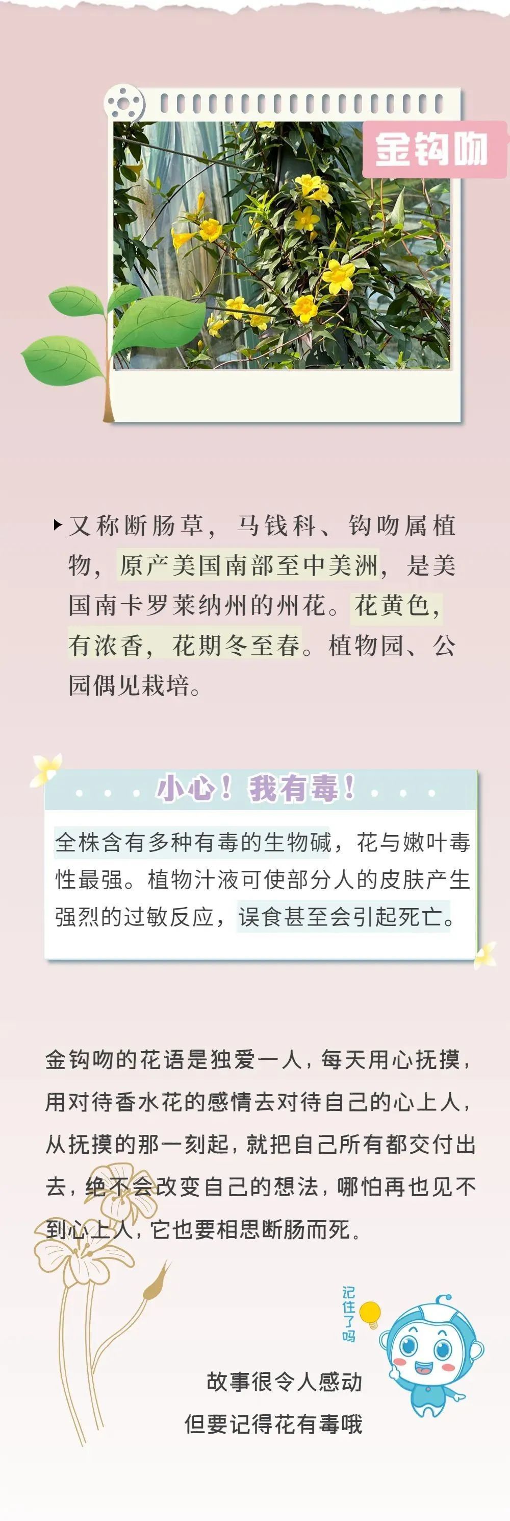 有毒！深圳路边很常见，拍照可以，但千万别碰！