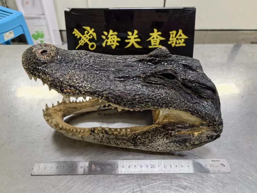 广州、深圳查获，触目惊心！