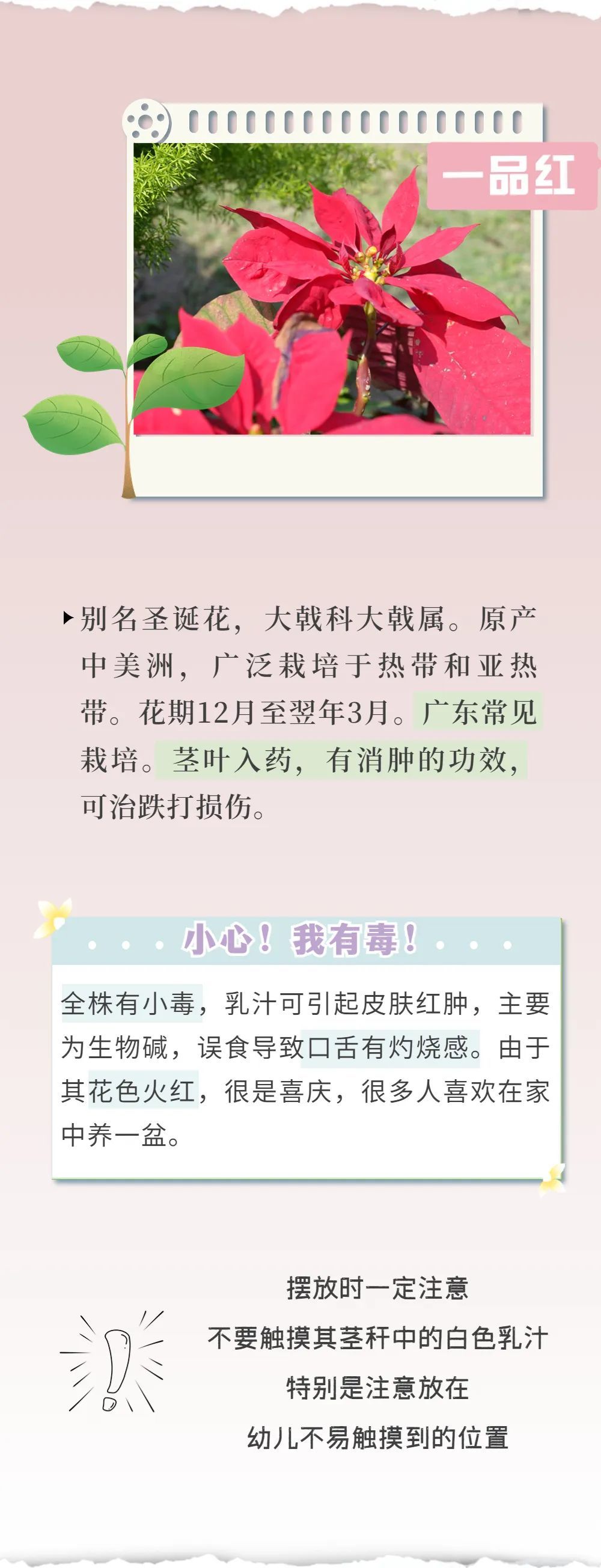 有毒！深圳路边很常见，拍照可以，但千万别碰！