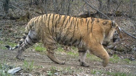 2023年新增野生东北虎豹幼崽35只