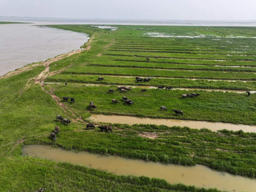 围湖造地、圈水养殖…鄱阳湖水域非法矮围何时休? 围湖造地、圈水养殖…鄱阳湖水域非法矮围何时休?