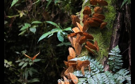 云南金平将迎1亿只蝴蝶大爆发