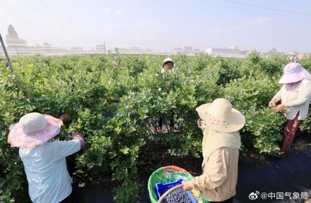 尝鲜！五月夏收忙蓝莓果飘香