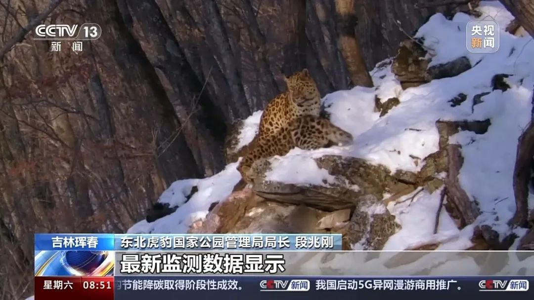 73号东北豹遇害半年后，不明身份的它来了