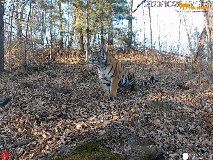 2023年新增野生东北虎豹幼崽35只