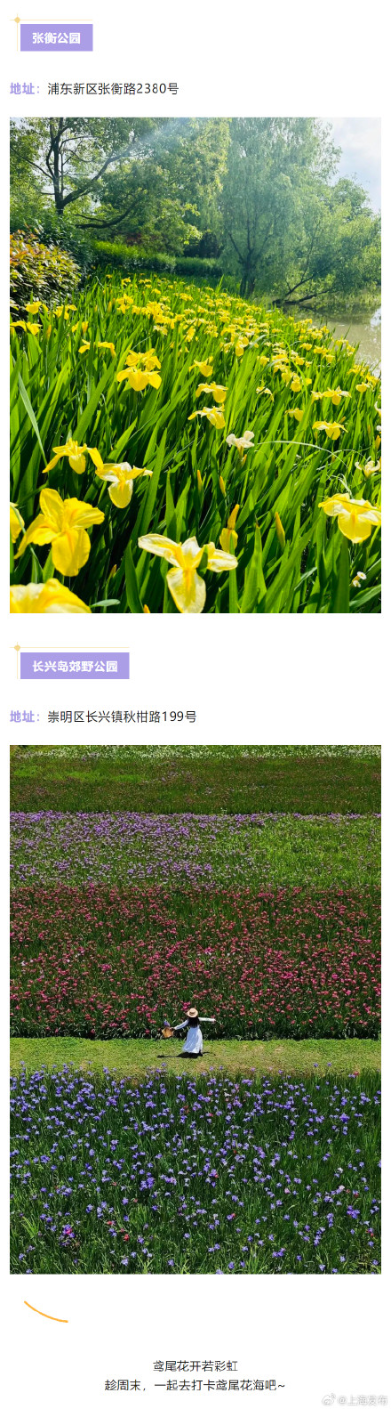 鸢尾绽放！一份上海鸢尾赏花地图请查收→